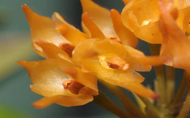 Bulbophyllum-cephalophorum