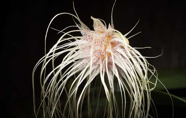 Bulbophyllum-medusae-orquidea-medusa