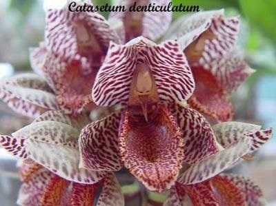Catasetum-denticulatum
