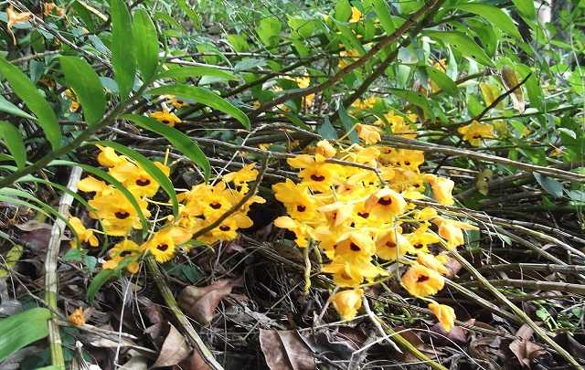 Dendrobium-fimbriatum