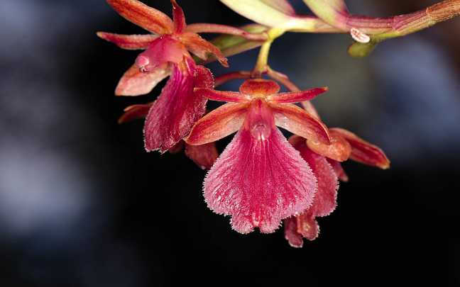 Epidendrum-cottoniiflorum