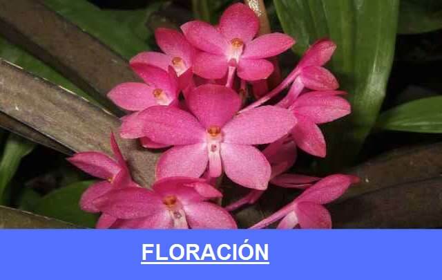 Floracion