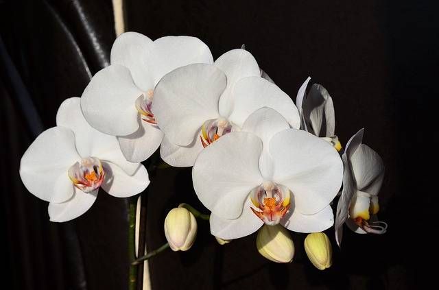Orquidea-Phalaenopsis-blanca