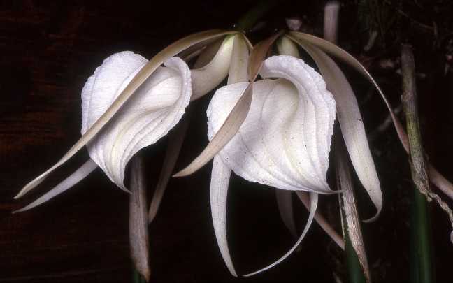 Orquideas Brassavola