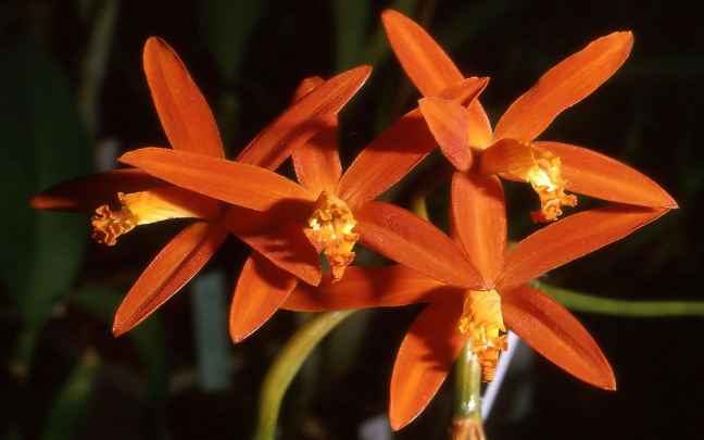 Orquideas-Cattleya