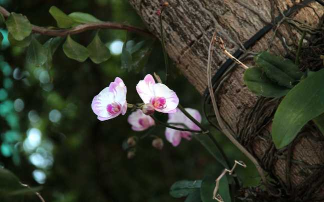 Orquideas-Epifitas