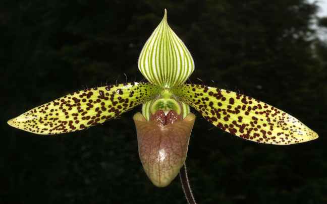Orquideas-Paphiopedilum
