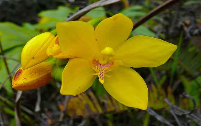 Orquídeas de Tierra: Descubre los Secretos de Estas Maravillas Botánicas
