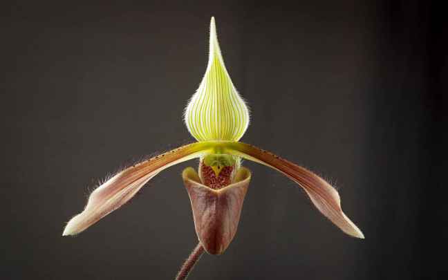 Orquideas-Zapatilla