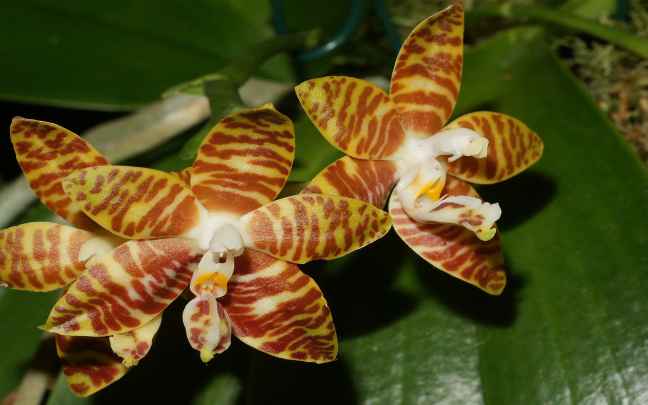 Phalaenopsis_amboinensis