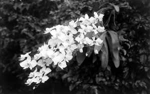 phalaenopsis-amabilis