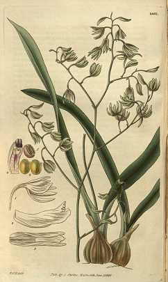 Encyclia-viridiflora