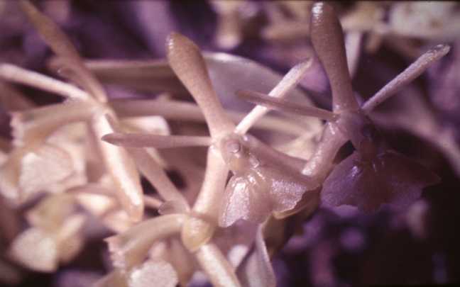 Epidendrum-difforme