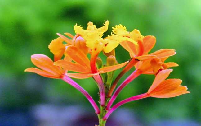 Epidendrum-fulgens