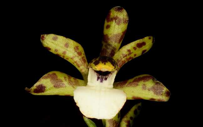 Zygopetalum microphytum