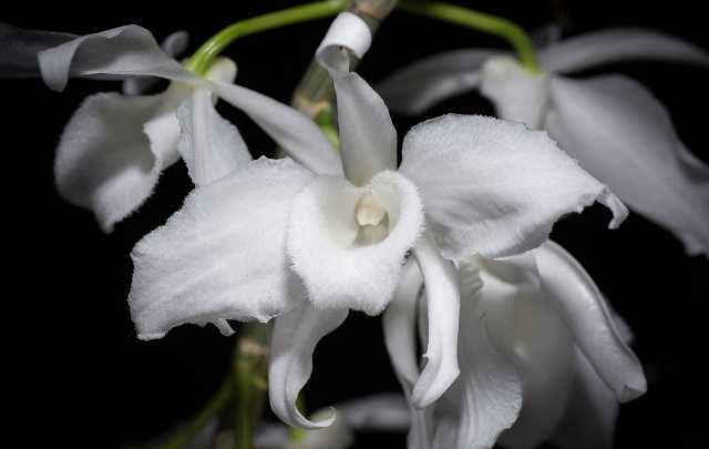 Dendrobium-anosmum-4