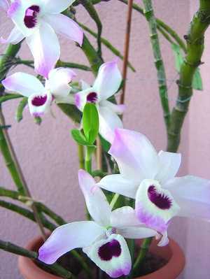 Dendrobium-anosmum-5