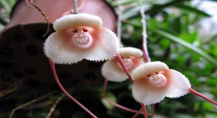 Orquídea Cara de Mono - Fotos, Curiosidades y Más
