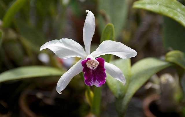 Cattleya-purpurata-blanco