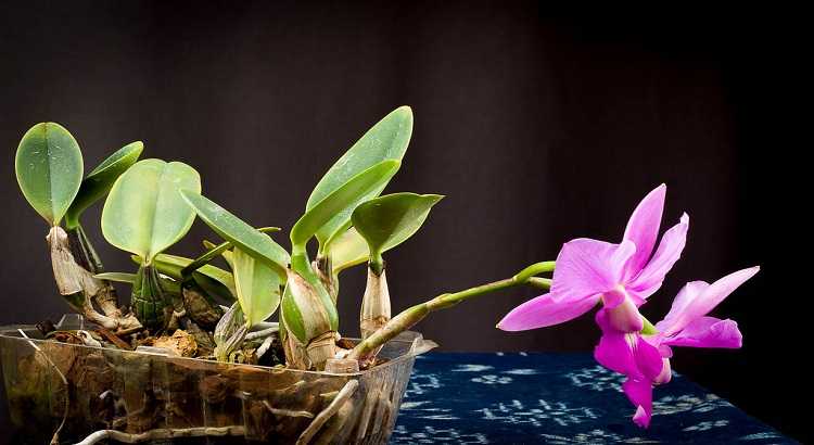 Orquídea Cattleya Walkeriana - Cómo Cultivarla En 7 Pasos