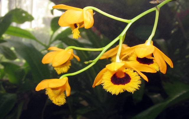 Dendrobium-fimbriatum-flores
