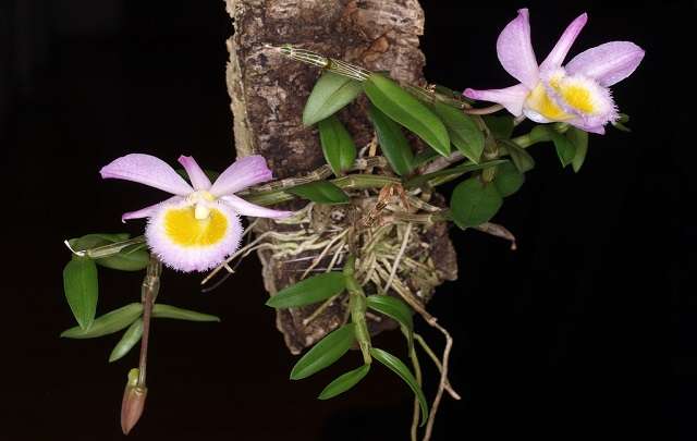 Dendrobium-loddigesii-caracteristicas