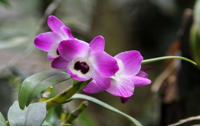 Dendrobium-nobile-roxa