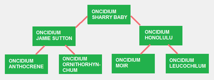 Oncidium-Sharry-Baby-e-seus-pais-hibridos