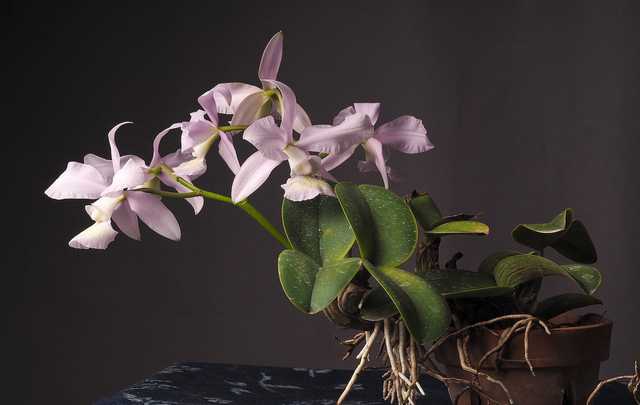 Orquidea-Cattleya-nobilior