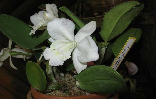 Orquidea-cattleya-walkeriana