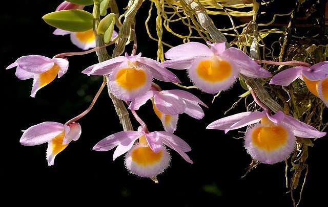 Orquidea-dendrobium-loddigesii