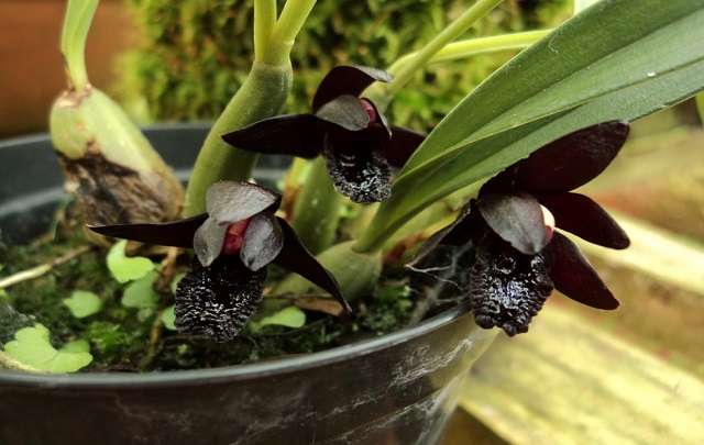 Orquidea-negra