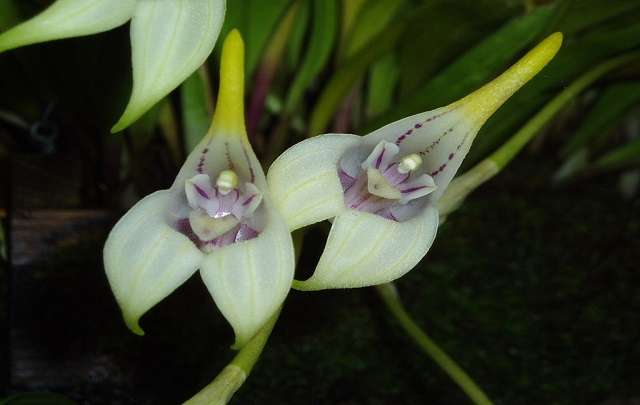 Orquideas-Masdevallia