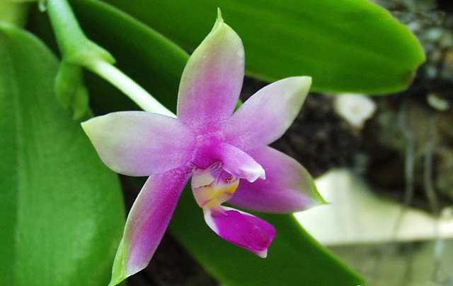 Phalaenopsis-violacea
