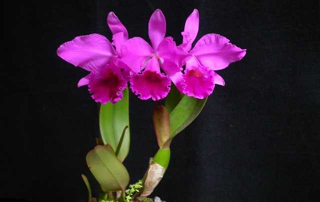 orquidea-reina-del-noreste-de-Brasil