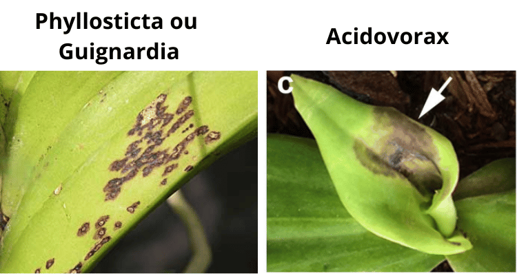 Enfermedades que provocan manchas o manchas en las hojas de las orquideas