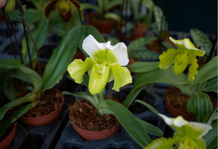 Flores Orquidea Zapatito 01