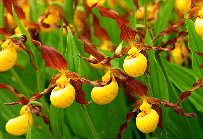 Flores Orquidea Zapatito 03