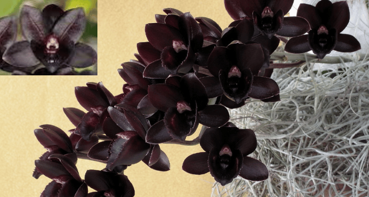 Fredclarkeara After Dark orquidea negra rara