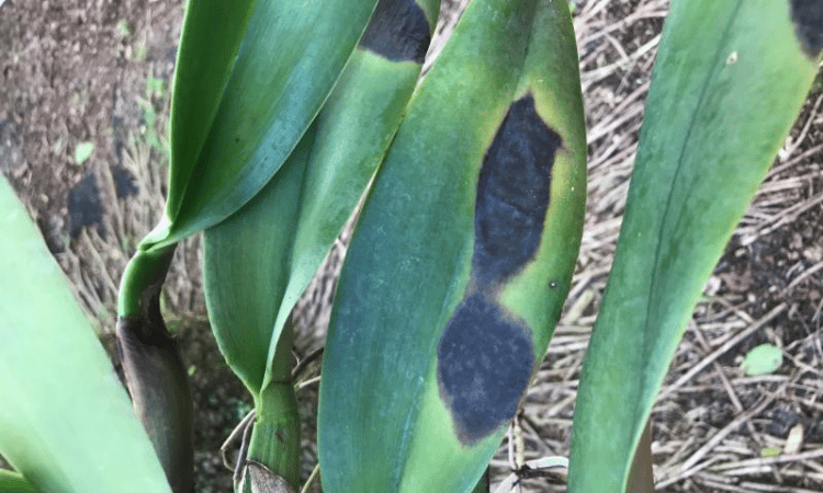 Mancha oscura en la hoja de una orquidea debido a una quemadura solar