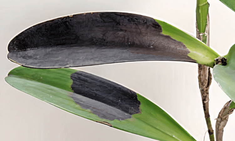 Manchas negras en las hojas de una orquidea debido a la podredumbre negra