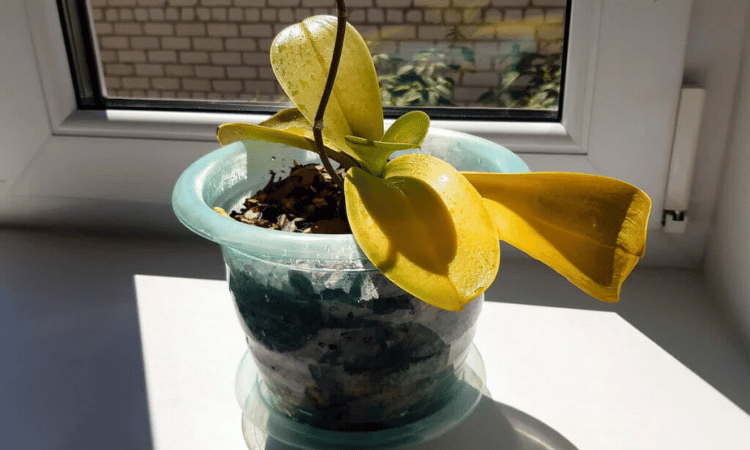 Orquidea con hojas amarillentas demasiado sol