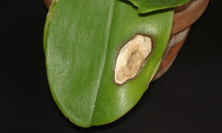 Orquidea con hojas blancas debido a las quemaduras solares