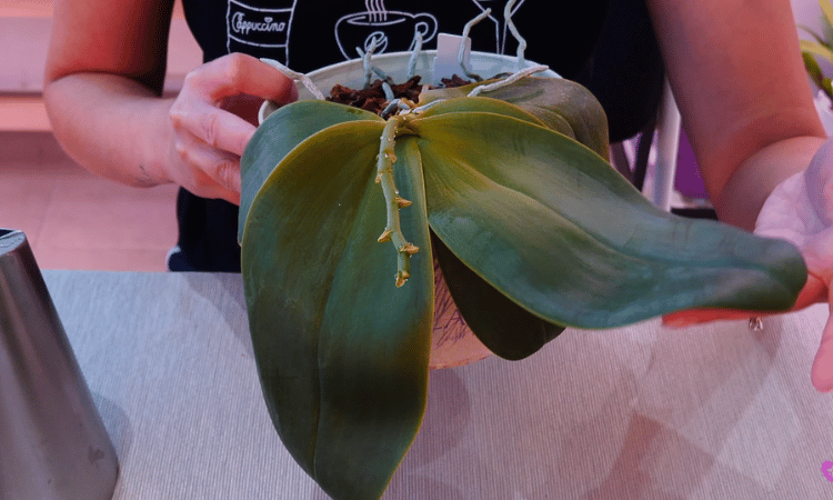 Orquidea con hojas marchitas y manchas amarillas por deshidratacion