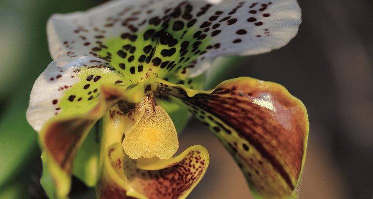 Paphiopedilum con manchas naturales en su flor