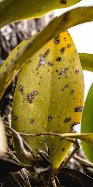 orquidea con hojas amarillas y manchas negras